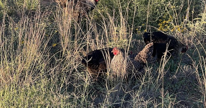 Descubre el Misterio de la Camino Pollo en el Casino de España, chicken road